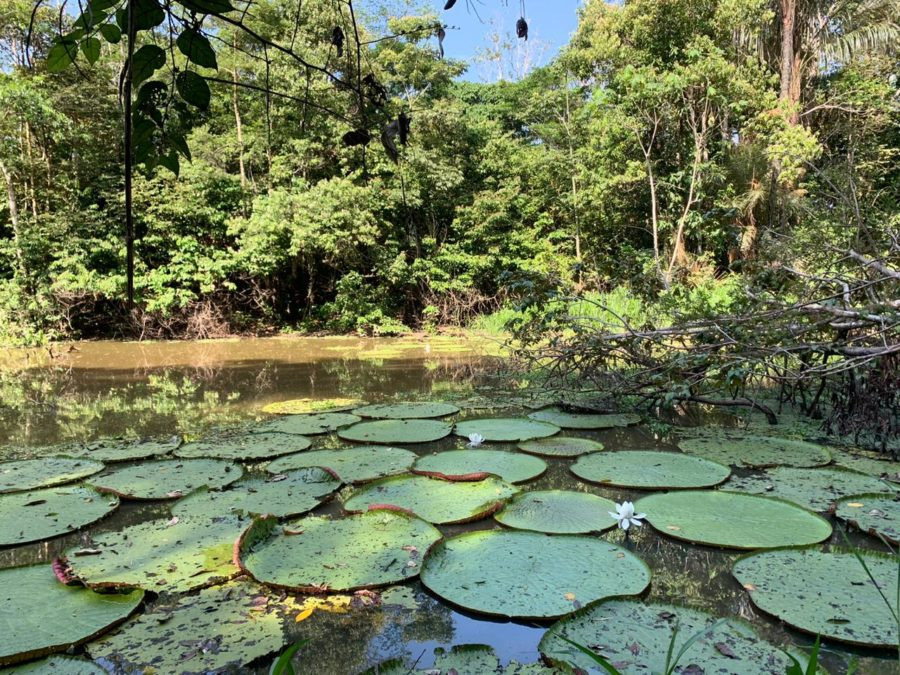 Uakari Lodge | Mamirauá Reserve | Amazon Brazil