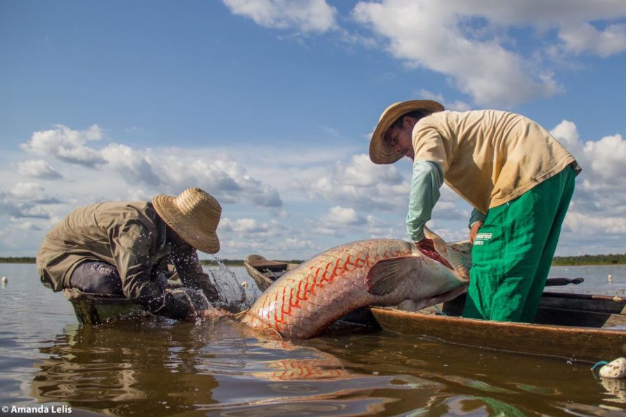 Uakari Lodge | MamirauĆ” Reserve | Amazon Brazil