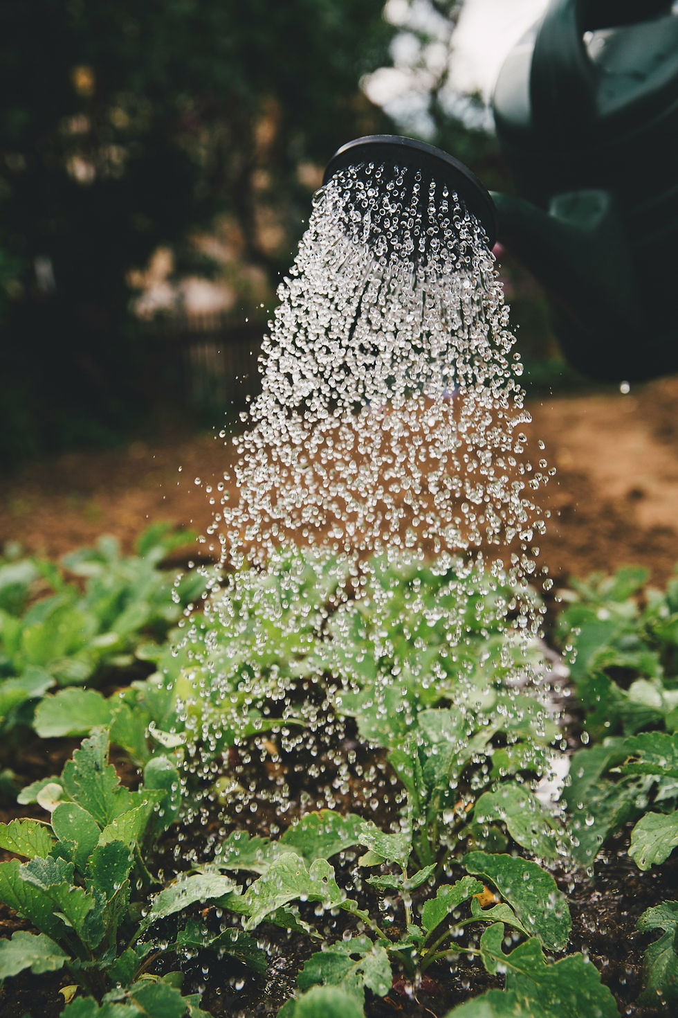 Watering young green plants with a watering can
