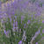 Thumbnail: Premium Lavandula intermedia Supera Essential Oil from Izmir, Turkey - 100% Pure