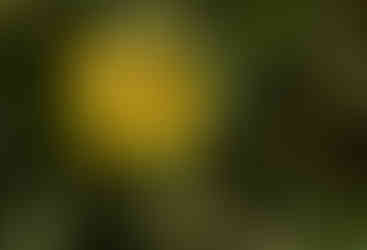 A close up image of a California brittlebush flower with a bee resting on it.