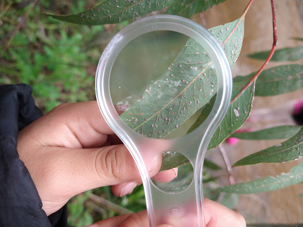 A youth participant holds a magnifying glass to a thin green leaf to observe the small insect markings.