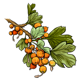 Golden currant
