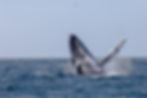 A humpback whale breaches the ocean surface with its fin raised, against a clear blue sky. The sea is calm, with a faint bird in the distance.