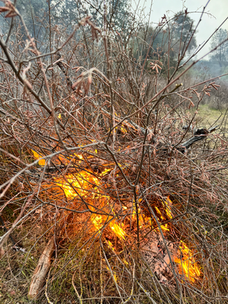 Flames burn a patch of şóoval (sumac, sour berry).