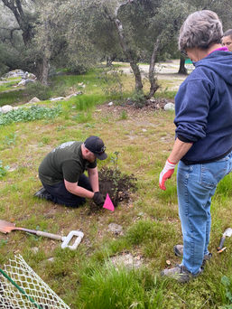 Participant kneels on the ground to plant an oak in the ground, next to a shovel, while another participant stands to observe.