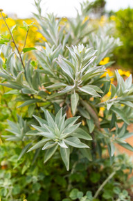 A close up image of white sage outside at Sweetwater Marsh.