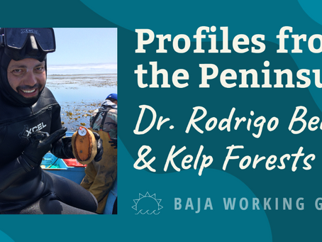 Profiles from the Peninsula: Dr. Rodrigo Beas & Kelp Forests