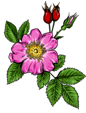 Black_Oak_Full.png