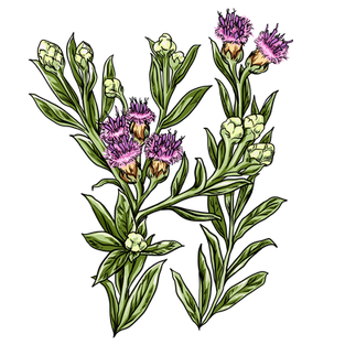 Arrowweed