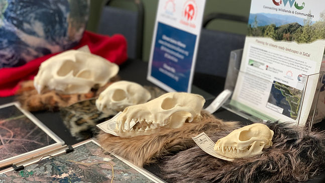 Diagram of animal skulls and pelts on a table.