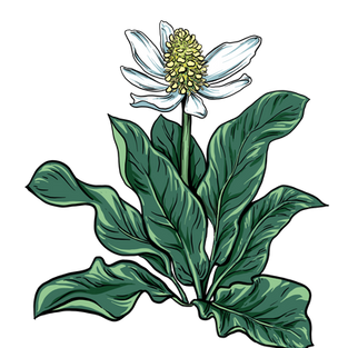 Yerba mansa