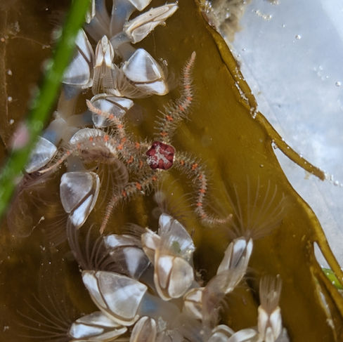 A close up photo of a brittle star on seaweed.