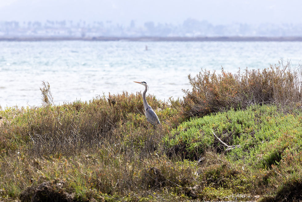 A heron photographed in a wetland area, with the San Diego bay seen in the background