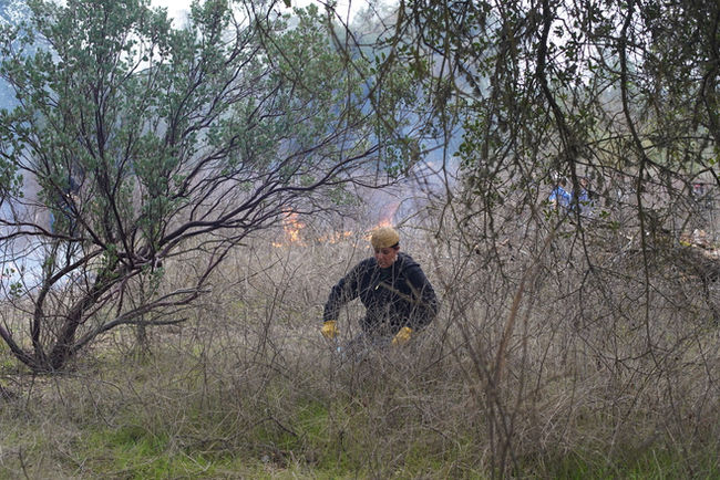 Marlene' uses pruning sheers to trim an area of şóoval (sumac, sour berry).