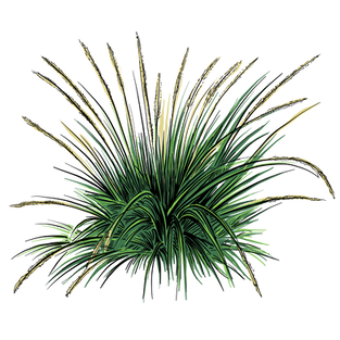 Deer grass