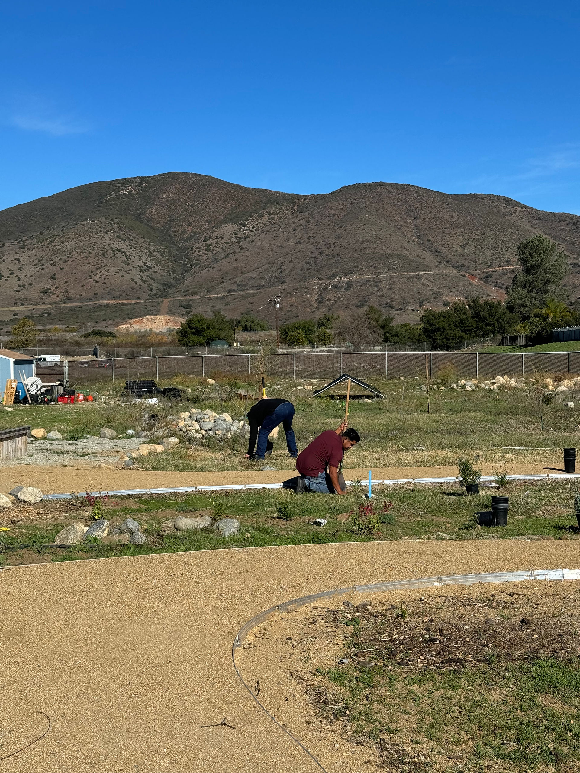 Two volunteers are bent over picking weeds from patches of plants along a dirt walking path; A large mountain is in the background with blue skies.