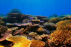 A coral reef in the ocean