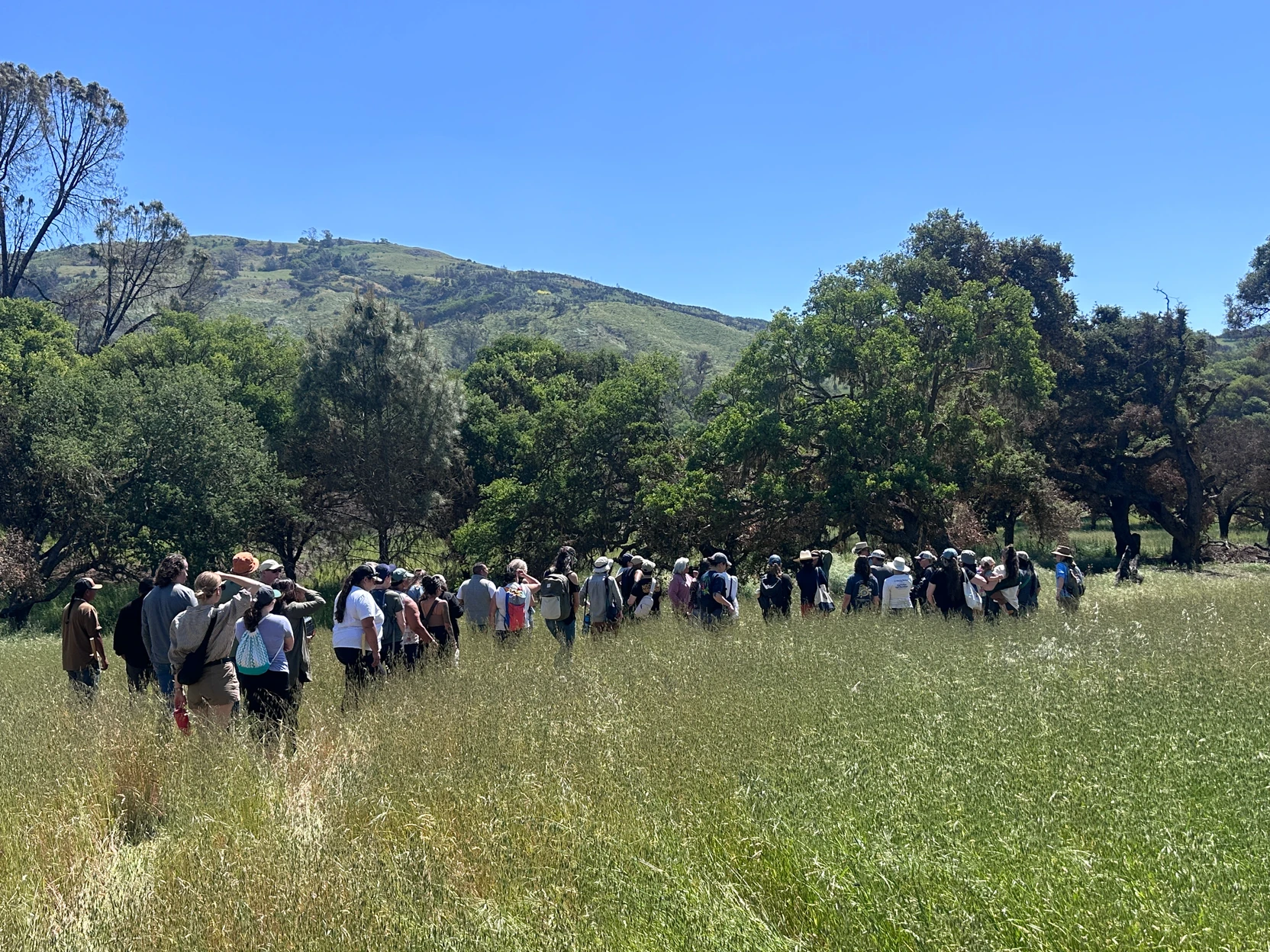 A large group of people walk amid tall grass on a mountain