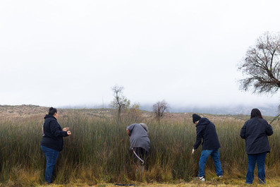 People stand gathering juncus with their backs to the camera