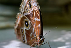 A brown butterfly sitting on a rock.