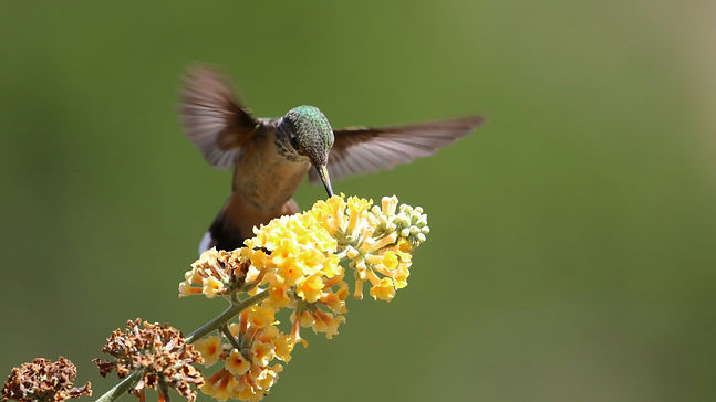 A hummingbird with a green spotted head pecking it's bill in the middle of the flower with a green background.
