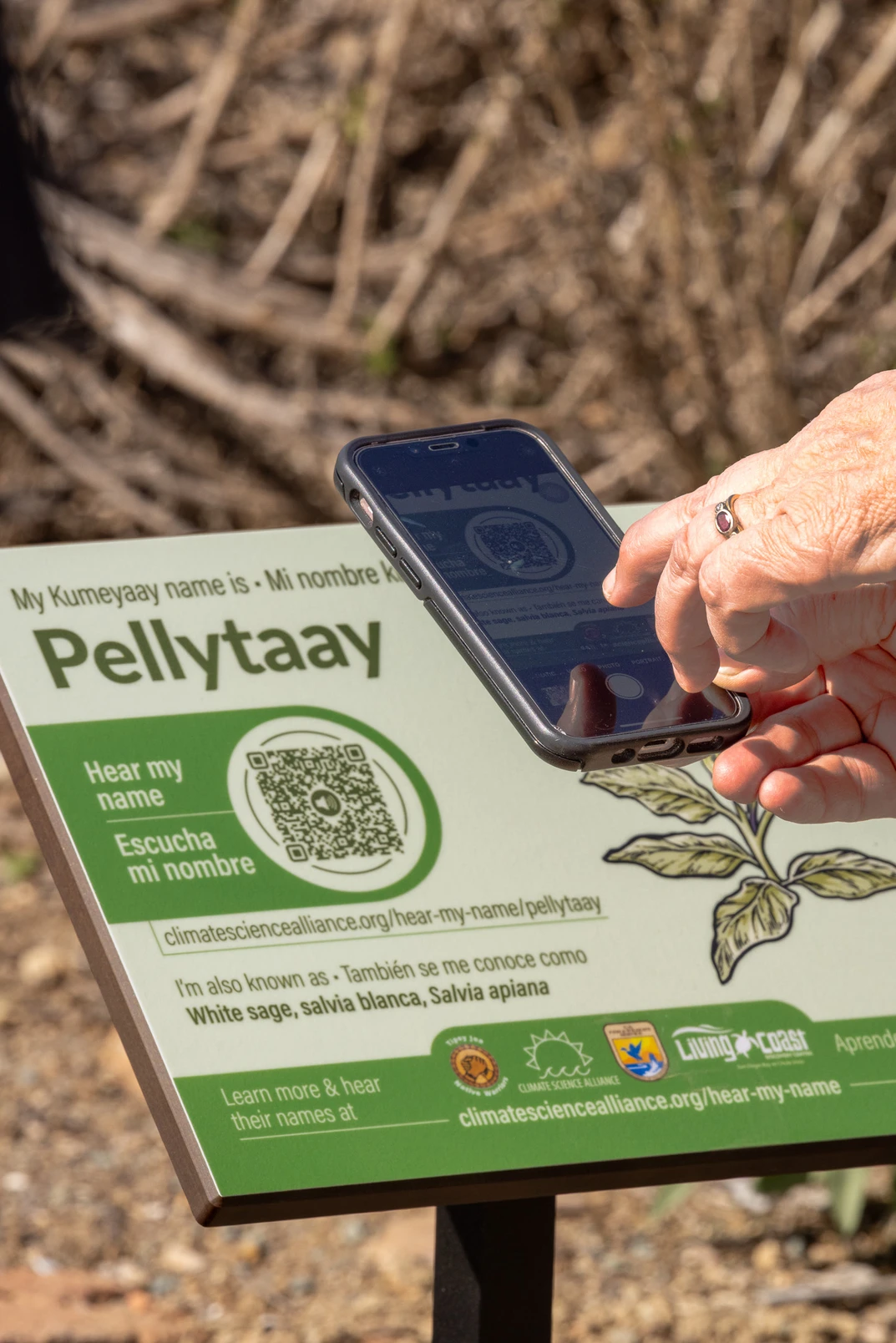 A hand scans a QR code from an informational plant sign