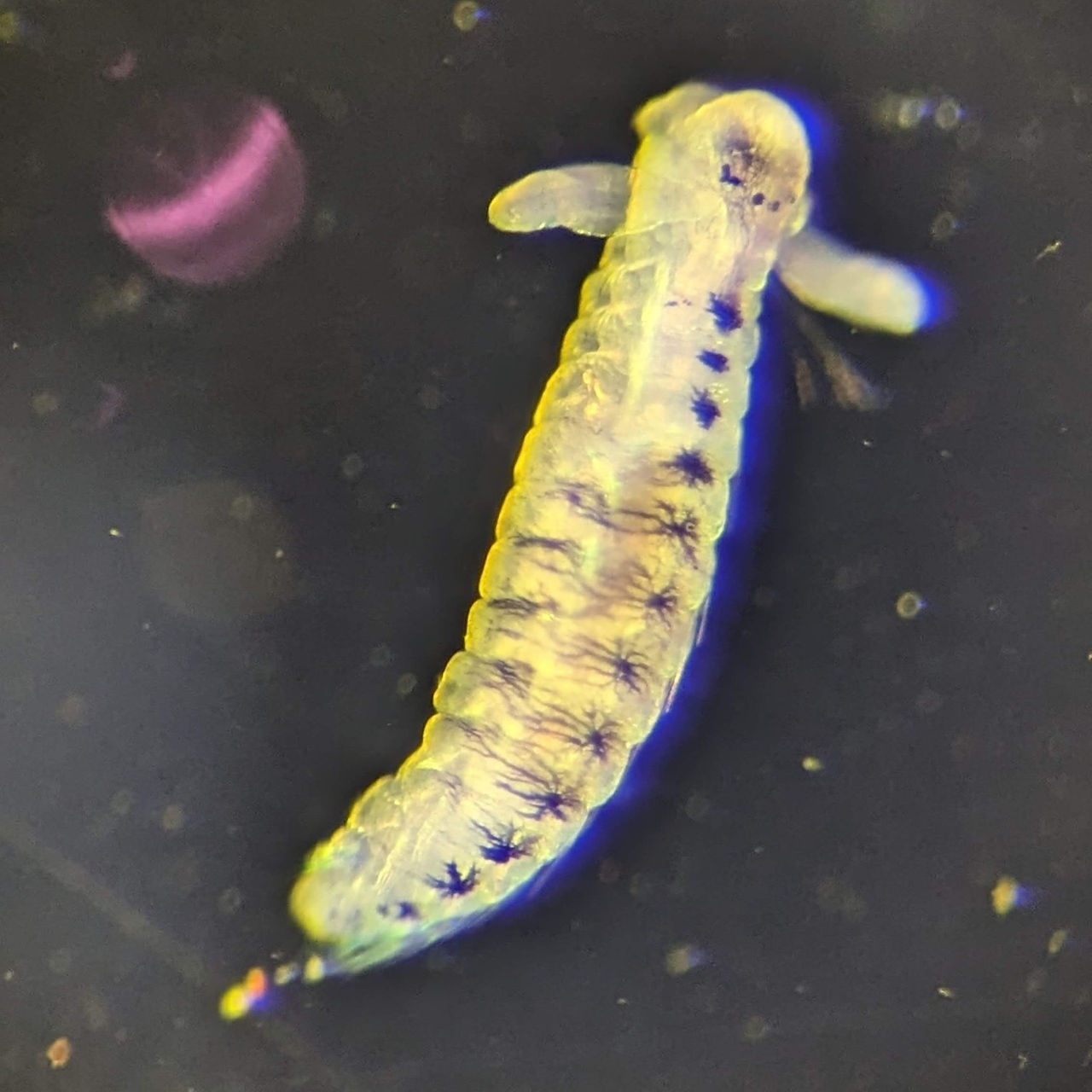 A close up photo of a copepod plankton under a microscope.