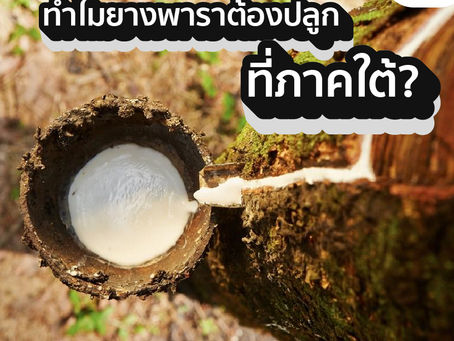 ทำไมยางพาราต้องปลูกที่ภาคใต้?