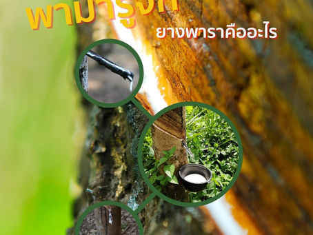 ยางพารามีความเป็นมายังไง