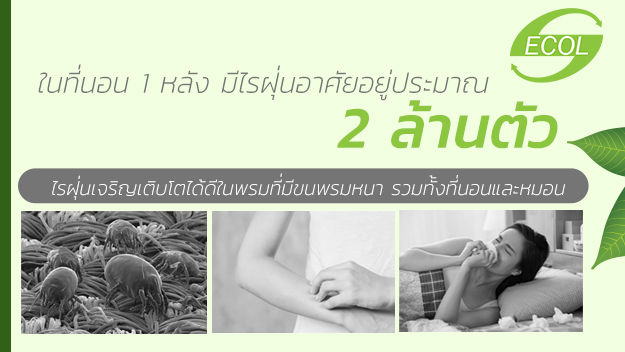 ที่นอนยางพารา , อีโค่ เลเท็กซ์ , หมอนยางพารา