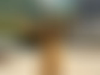 Venâncio Shopping recebe última feira de adoção do ano