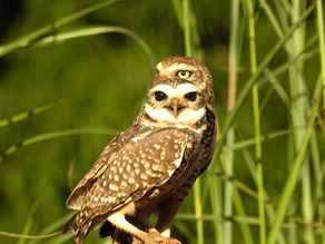 Semana do Cerrado do Lago Oeste