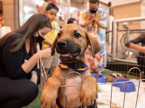 A Vila dos Pets chega ao Pátio Brasil Shopping e reúne apaixonados por animais
