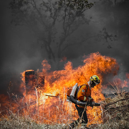 Exposição “Cerrado em Chamas: Retratos da Resistência” retrata bioma por meio de fotos artísticas de denúncia