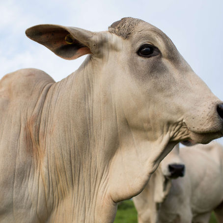 Zoetis leva ciência e dados de campo ao XXVIII Curso Novos Enfoques na Produção e Reprodução de Bovinos