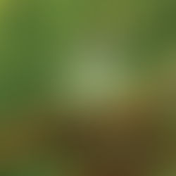 Natura lança coleção Ekos Equilibrivm Menta Amazônica em colaboração com a cantora Anitta