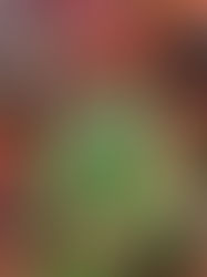 Estação Natal leva programação de férias para área externa da CAIXA Cultural Brasília