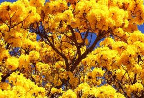 Temporada dos Ipês: Primavera no Cerrado é caracterizada por diversas floradas marcantes