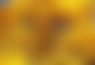 Temporada dos Ipês: Primavera no Cerrado é caracterizada por diversas floradas marcantes