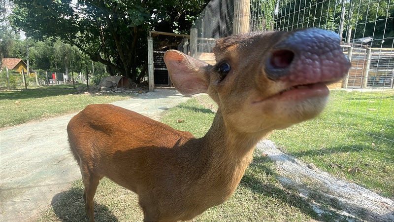 Novo morador do BioParque do Rio ganha nome escolhido pelo público em votação nas redes sociais