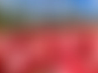 RASIP projeta colheita de 61 mil toneladas de maçã para 2024