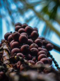 Cerrado Sagrado: exposição fotográfica é prorrogada e segue revertendo 100% das vendas para a recuperação do bioma