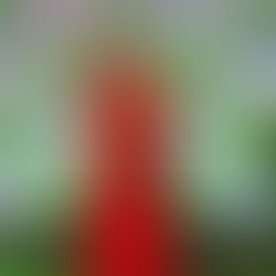 Com foco em experiência e cultura, Montreal Viagens encerra2025 consolidada por grandes premiações do setor