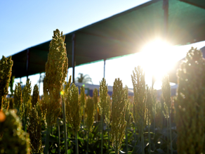 Soluções biológicas da Biosphera serão apresentadas na AgroBrasília 2024
