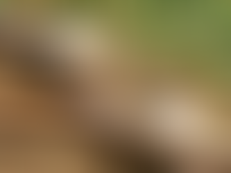 Caju e Castanha são os nomes escolhidos para os filhotes de sauim-de-coleira do Zoo de Brasília