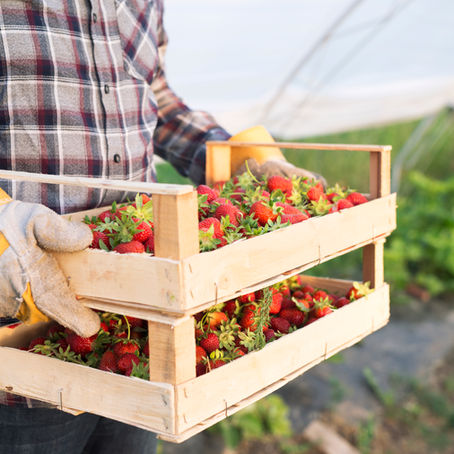 Projeto que criminaliza descarte de alimentos gera críticas de especialistas e levanta alerta jurídico