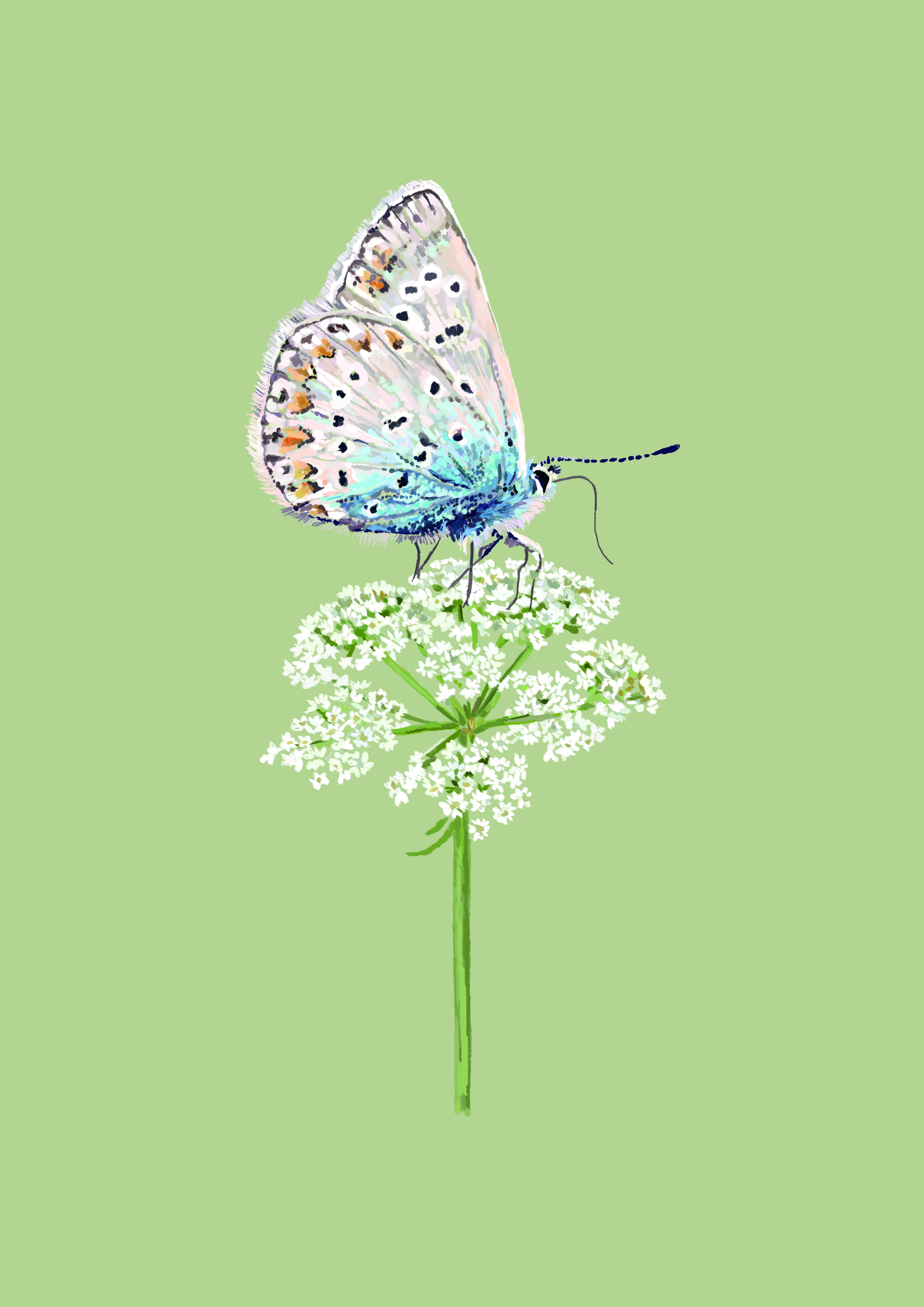 Butterfly Common Blue.jpg