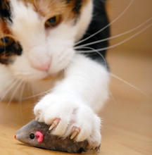 Cat and mouse toy.jpg