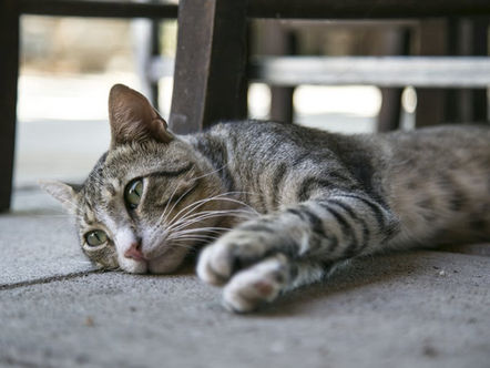 Some Drivers feel the Loss of a Cat as Much as Owners Do